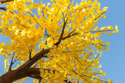 Low angle view of yellow flowering tree against clear sky