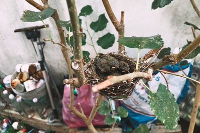 Close-up of birds in nest