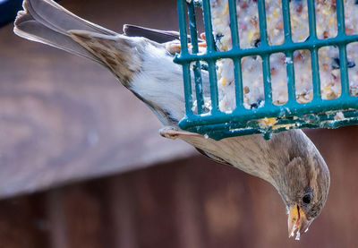 A sparrow on the suet feeder