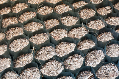 Full frame shot of dry plants