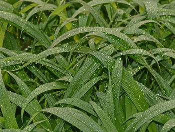 Full frame shot of wet leaves on rainy day