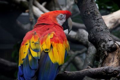 Close-up of parrot perching on tree