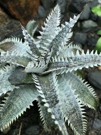 Close-up of snow on plants during winter