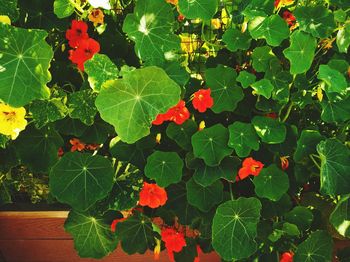 High angle view of red berries on plant