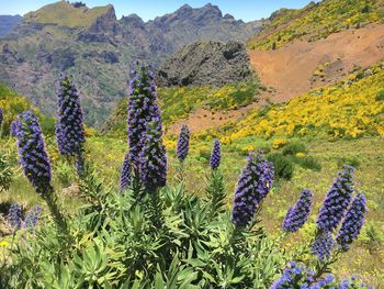 Plants growing on field against mountains