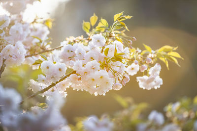 Close-up of cherry blossom