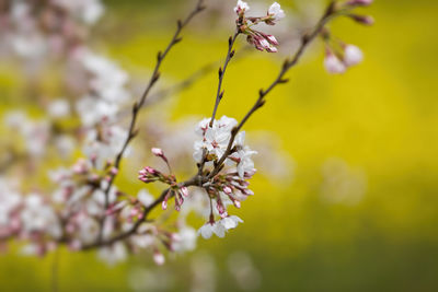 Close-up of cherry blossom