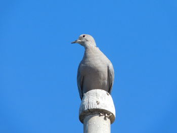 Low angle view of bird perching against clear blue sky