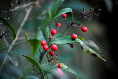 Close-up of berries on tree