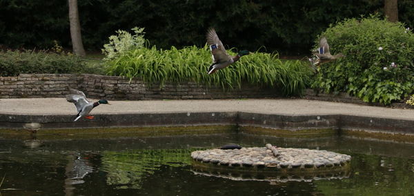 Bird flying over lake against trees