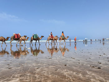 Few people enjoying a camel ride during their summer holidays.