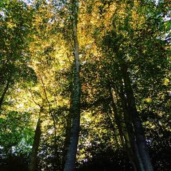 Low angle view of trees in forest