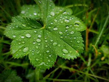 Close-up of wet plant leaves during rainy season
