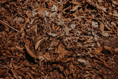 Close-up of dried plant on field