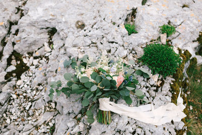 High angle view of white flowering plants on field