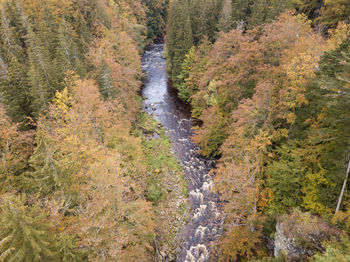 Scenic view of stream flowing in forest during autumn
