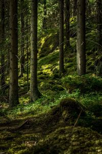 Trees growing in forest