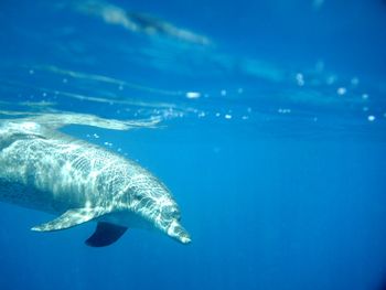 Dolphin swimming undersea