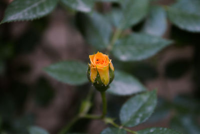 Close-up of yellow flower