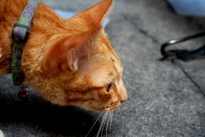 Close-up of a relaxed cat