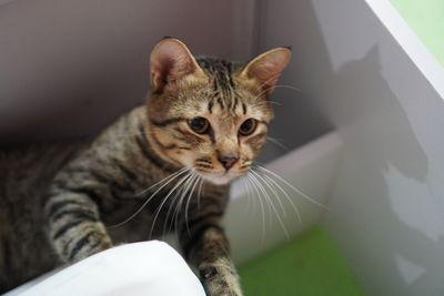 Close-up portrait of tabby cat at home