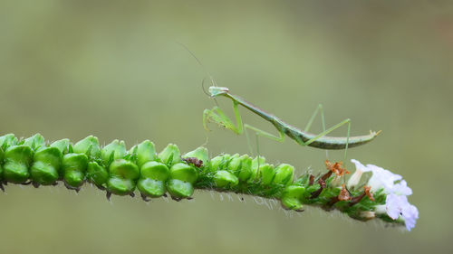 Close-up of insect on plant