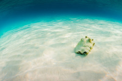 High angle view of conch shell on sand