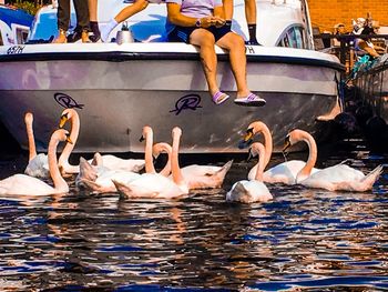 Ducks in lake