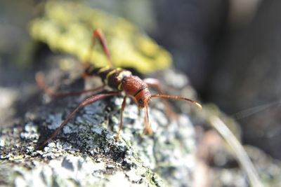 Close-up of insect on rock