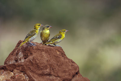 Close-up of bird perching on rock