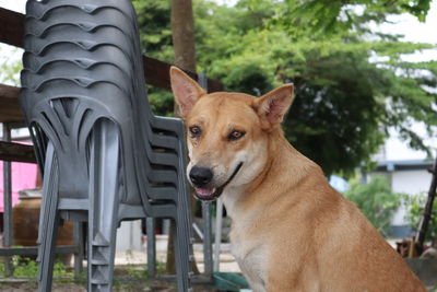 View of a dog looking away