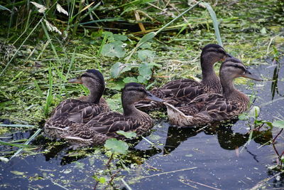 Duck in a lake
