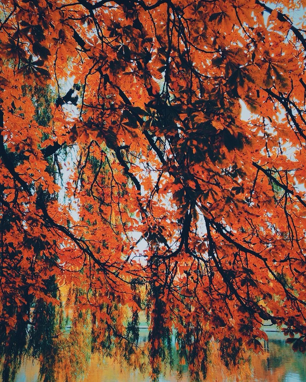 LOW ANGLE VIEW OF TREE BRANCHES