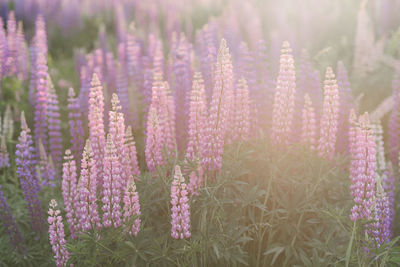 Close-up of purple flowering plants on field