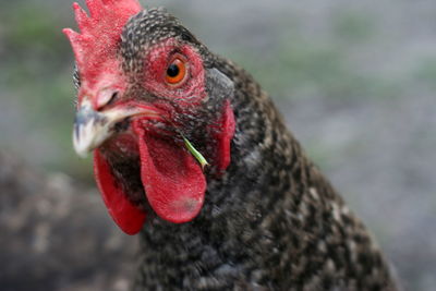 Close-up of a bird