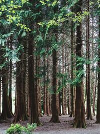 Trees growing in forest