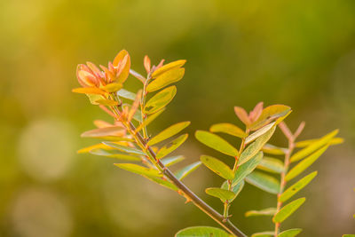 Close-up of yellow flowering plant