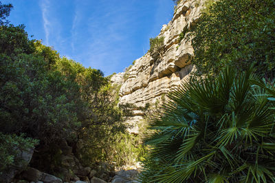 Trees growing on rock against sky