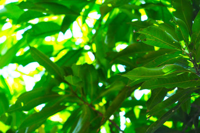 Close-up of green leaves