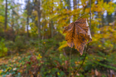 Close-up of dry maple leaf on land