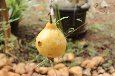 Close-up of plant against blurred background