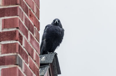 Low angle view of bird perching on brick wall
