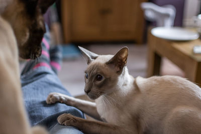 Cat sitting on sofa at home