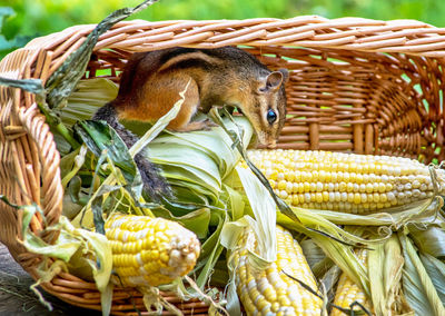 Adorable furry chipmunk hides in a basket of sweet corn 