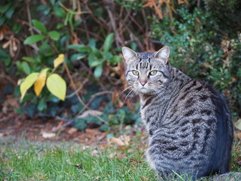 Portrait of a cat on field