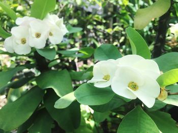 Close-up of fresh white flower blooming in park