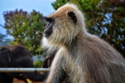 Close-up of monkey sitting on tree