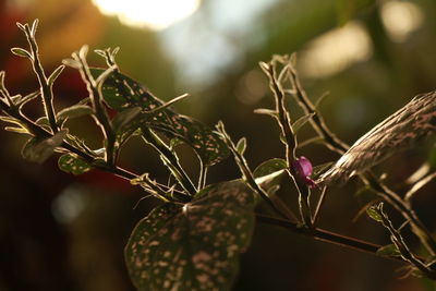 Close-up of pink flowers