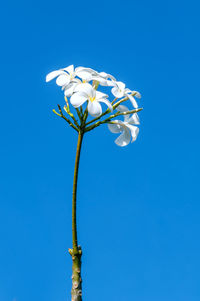 Low angle view of flowering plant against blue sky