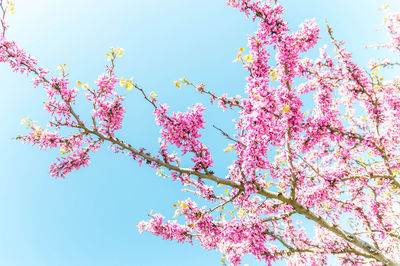 Low angle view of cherry blossoms against sky